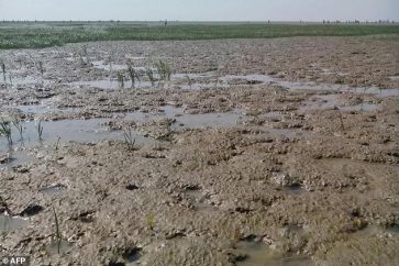 Le Bangladesh approuve un projet controversé d'île déserte pour les Rohingyas