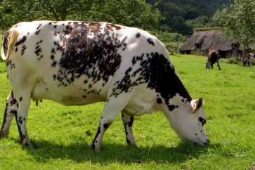 vache_normande