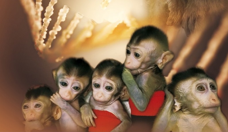 macaques-jpg1