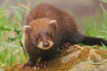 visons_hollande-jpg1