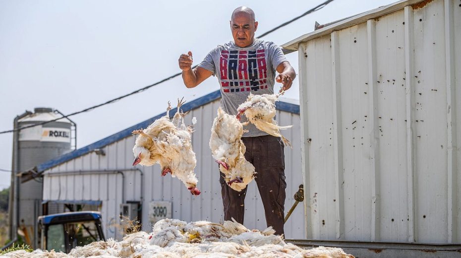 poulailler_margaliot