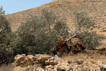 Des colons déracinent les oliviers des Palestiniens en Cisjordanie occupée, le 24 aout 2025.