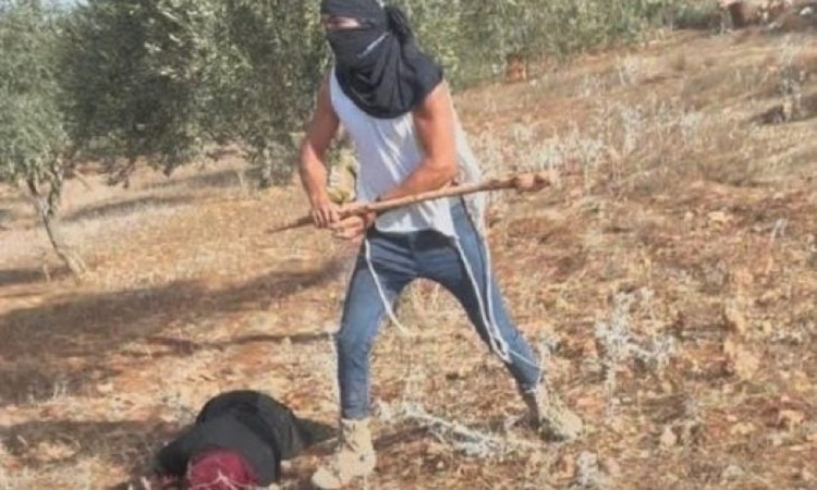 Un colon israélien tabasse une femme palestinienne agée qui cueillait ses olives, en Cisjordanie occupée, le 19 octobre 2025.